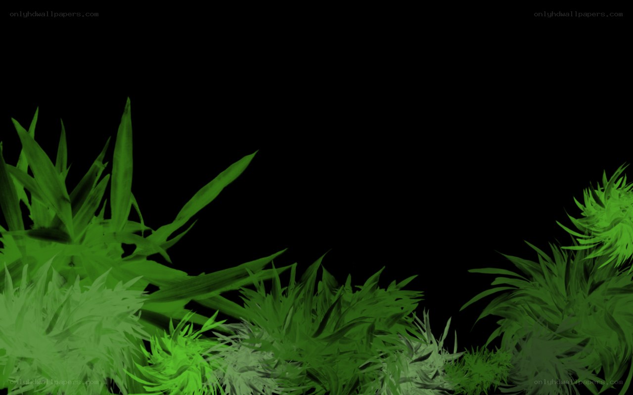 green plants on black background