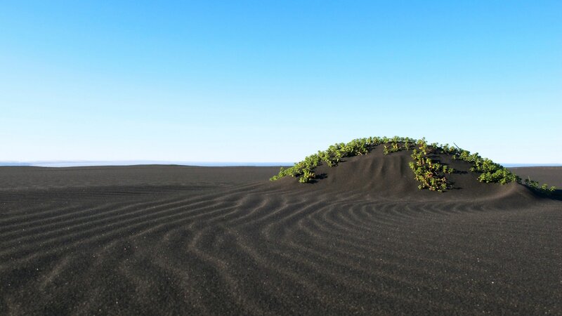 Green Plants on Black Sand