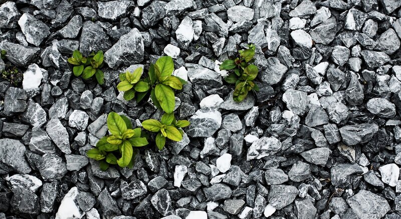 Green Plants on Gravel
