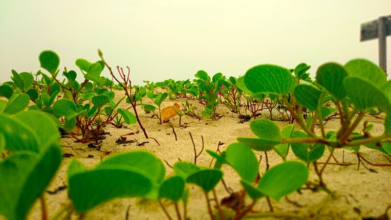 Green Plants on Sand