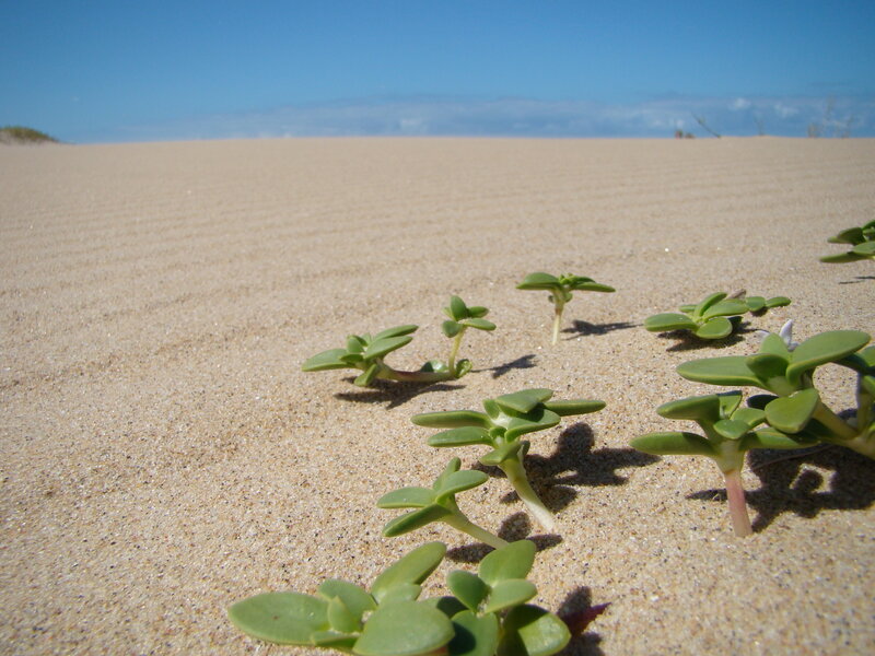 Green plants on sandy dunes