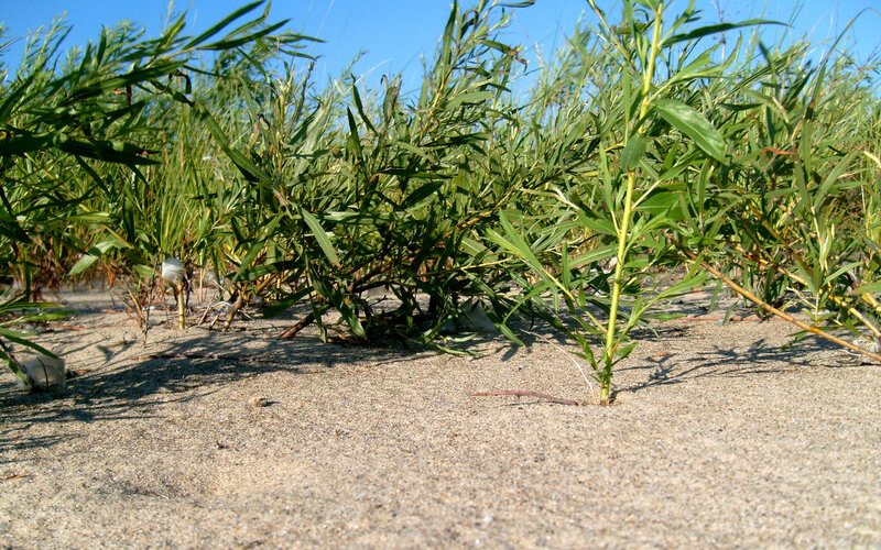 Green plants on sandy ground