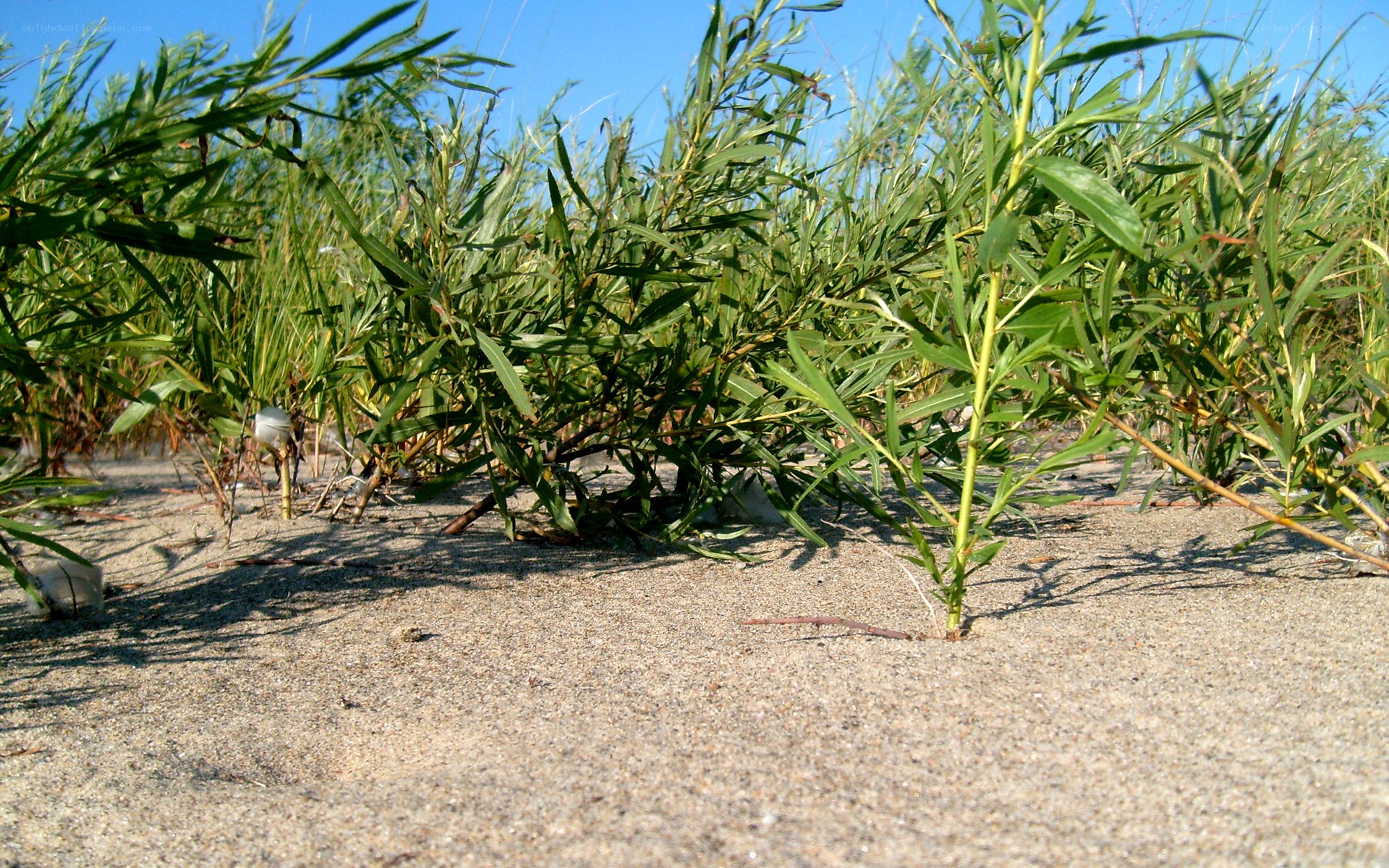Green plants on sandy ground