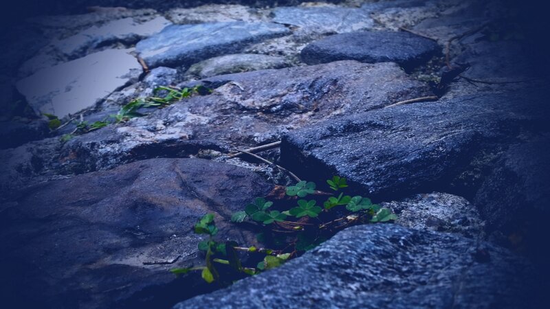 green plants on stone path