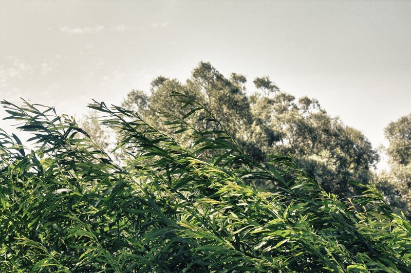 Green plants swaying in the wind