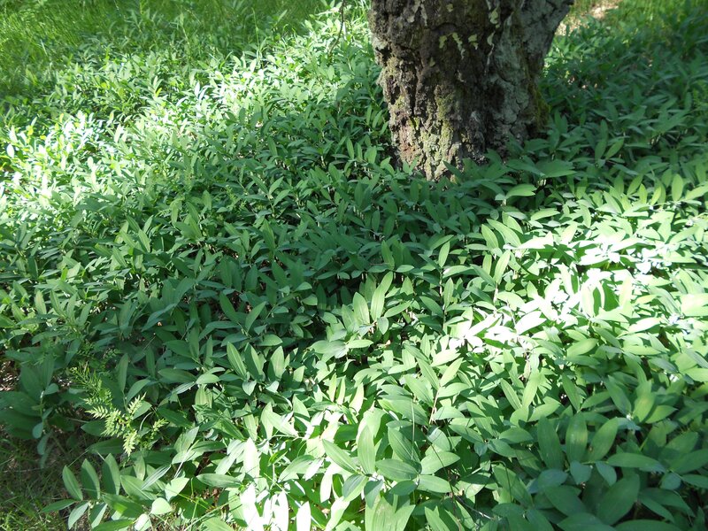 Green plants under a tree