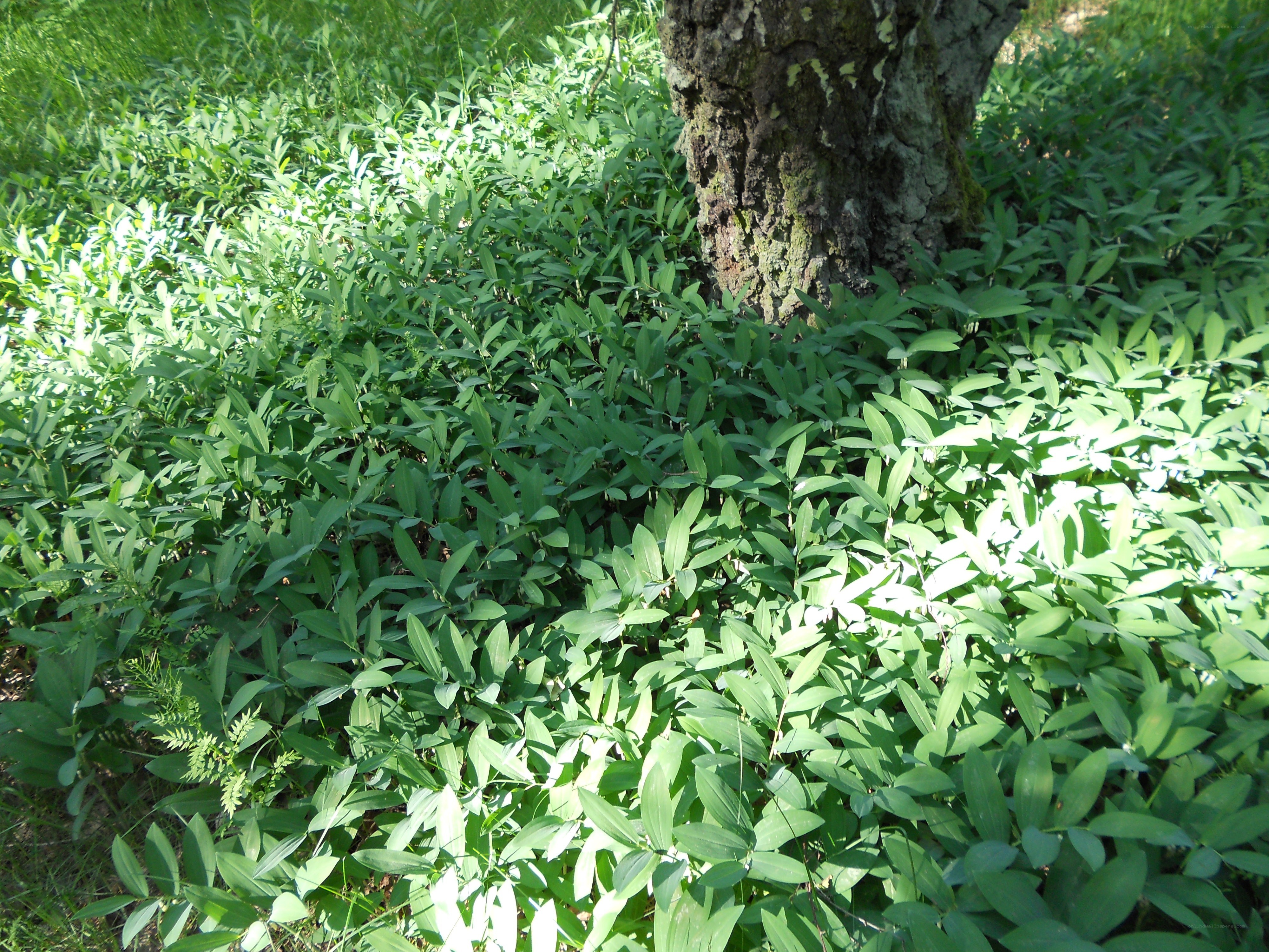 Green plants under a tree