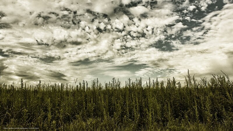 Green Plants under Cloudy Sky