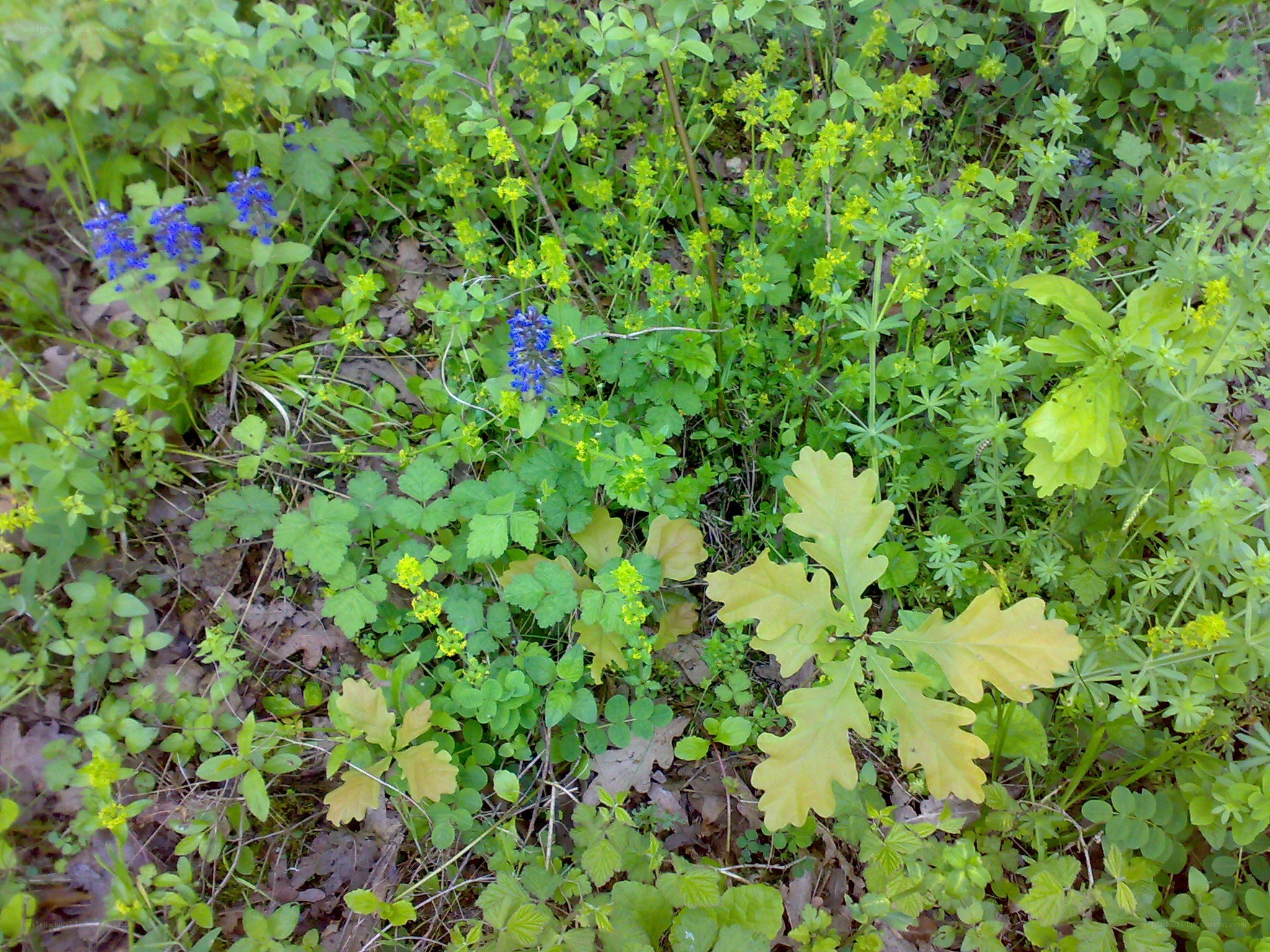 green plants with blue flowers