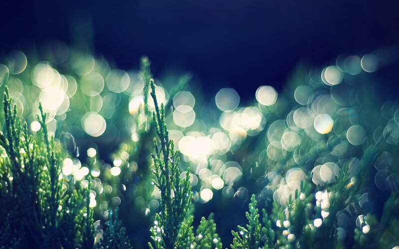 Green Plants with Bokeh