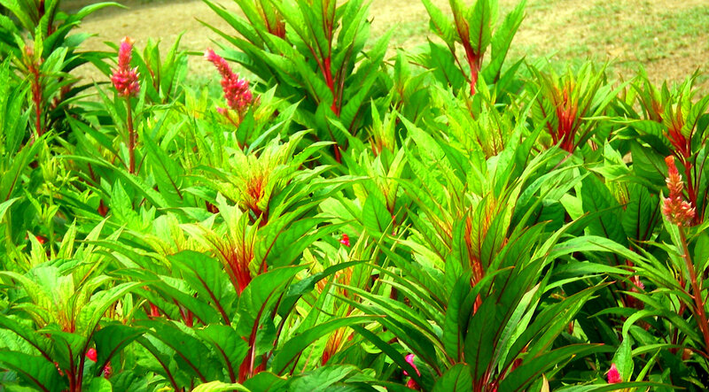 green plants with pink flowers
