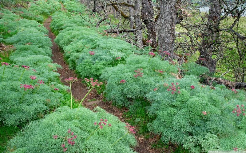 Green Plants with Pink Flowers — Serene