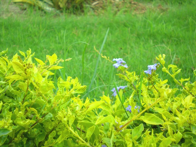green plants with purple flowers