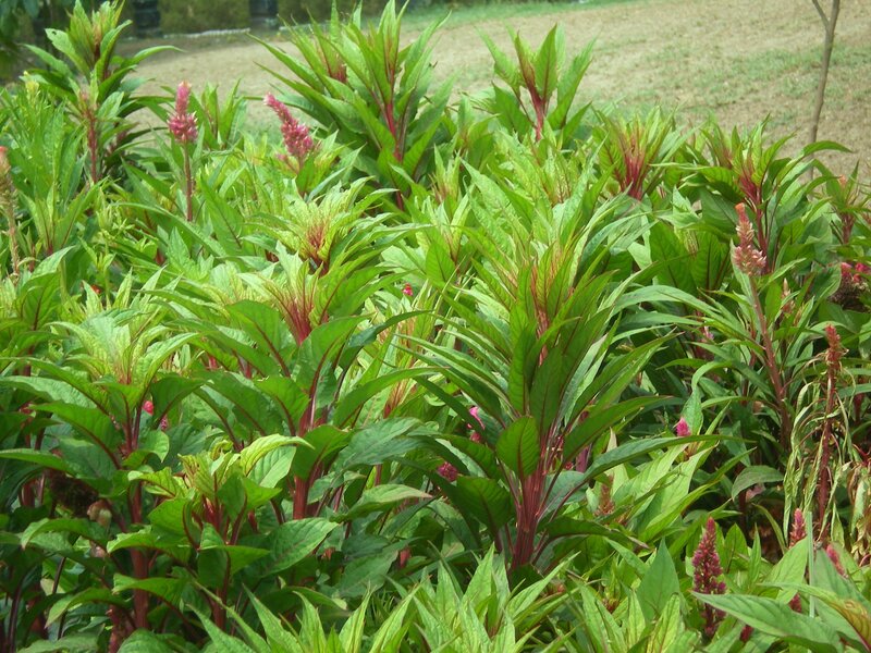 green plants with red flowers