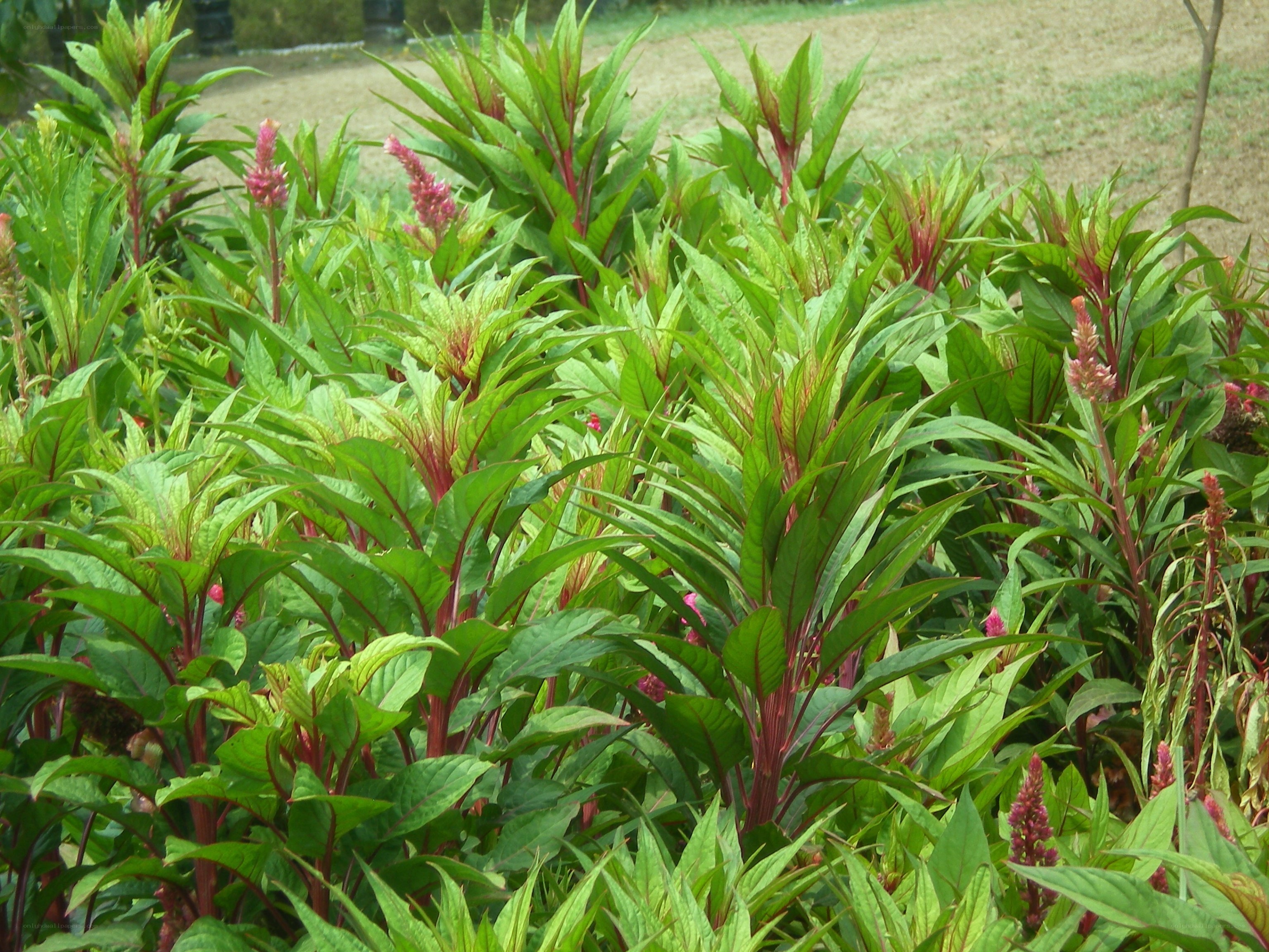 green plants with red flowers
