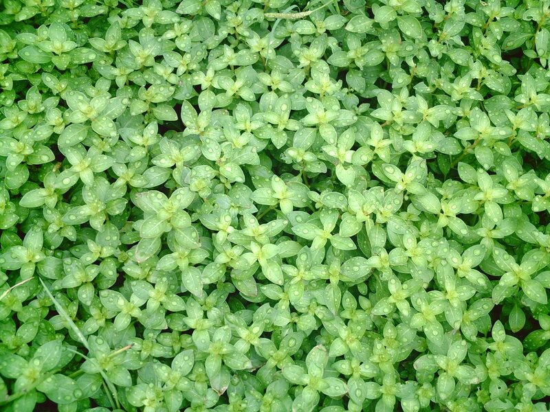 green plants with water droplets