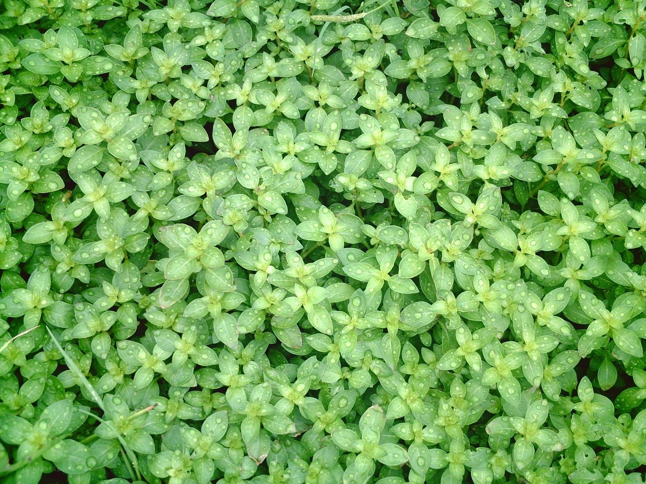 green plants with water droplets
