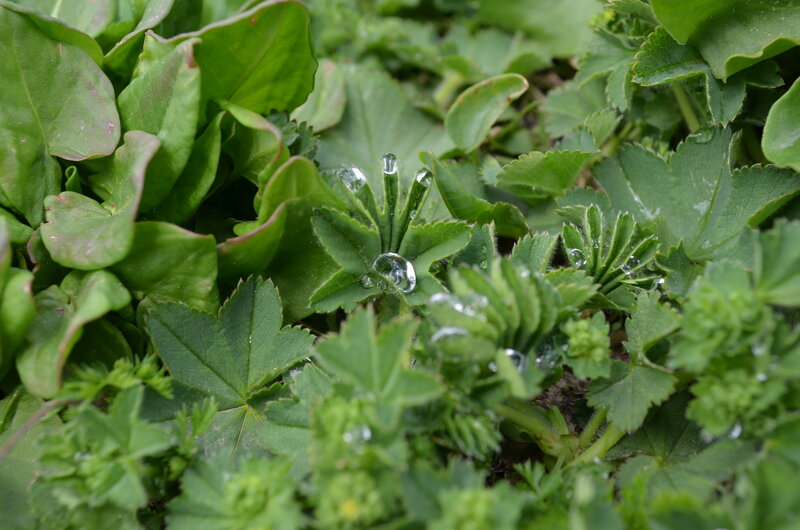 Green Plants with Water Droplets — Calm