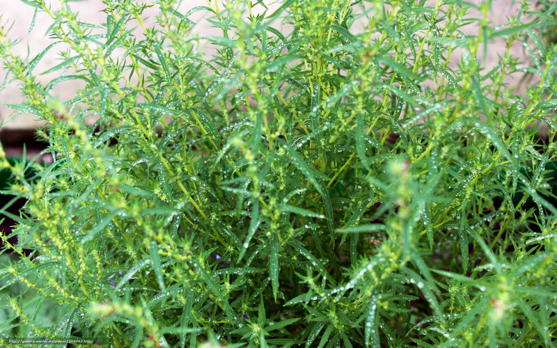 Green Plants with Water Droplets — Fresh