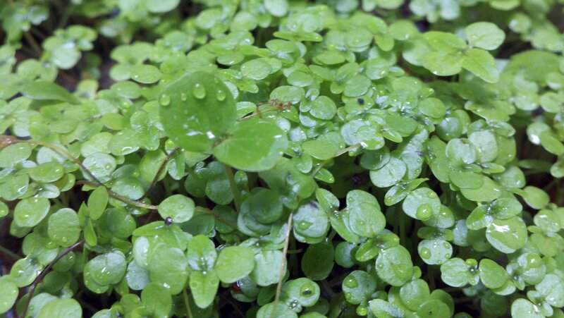 green plants with water droplets