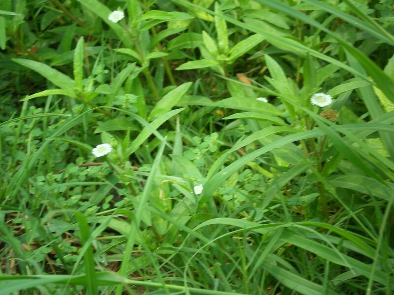 green plants with white flowers
