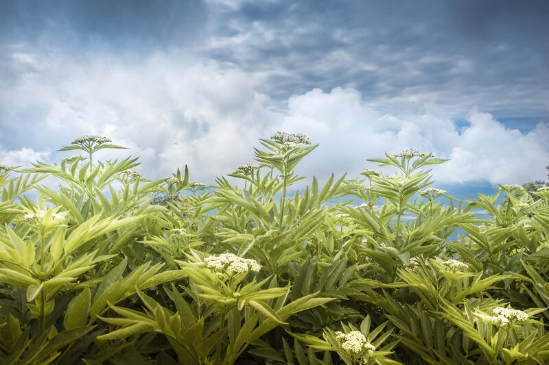 Green Plants with White Flowers — Serene