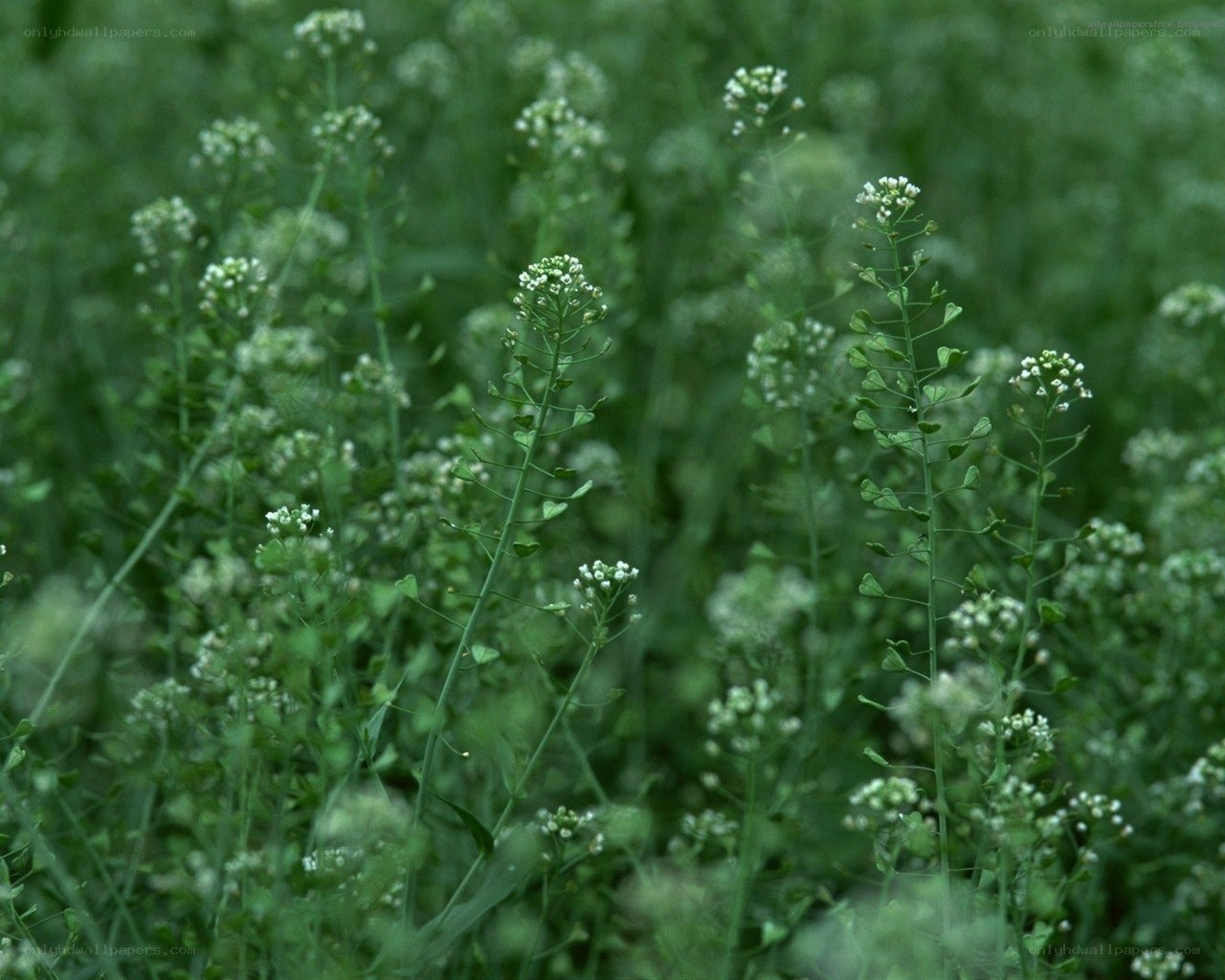 green plants with white flowers