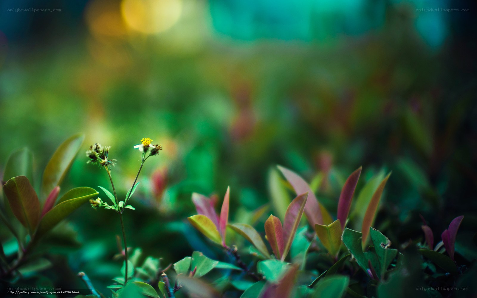 green plants with yellow flower