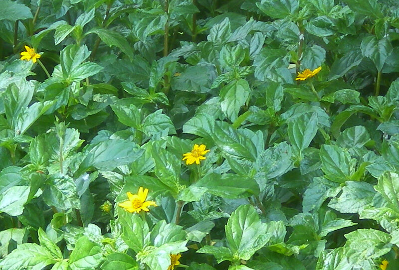 green plants with yellow flowers