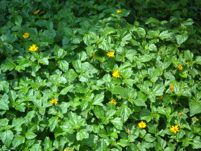 green plants with yellow flowers