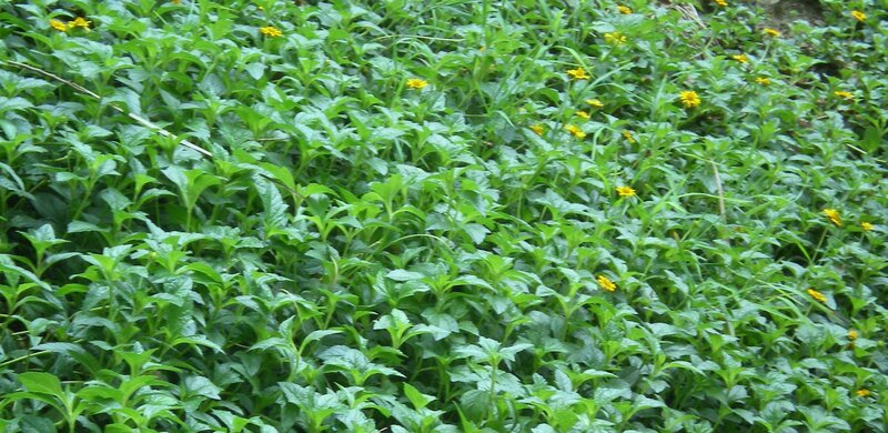 Green Plants with Yellow Flowers — Natural