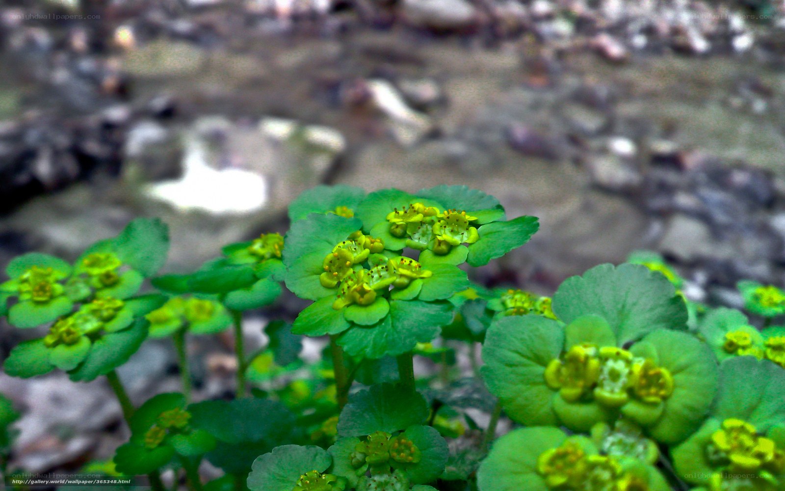 green plants with yellow flowers