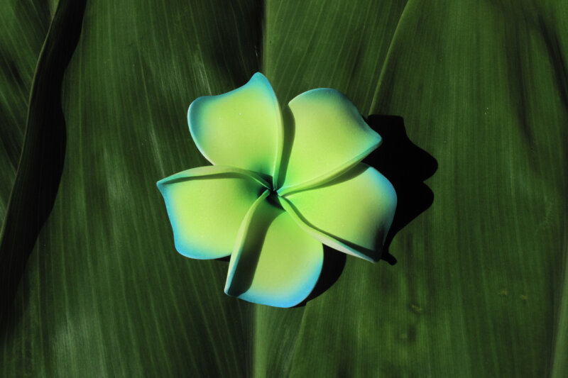 Green Plumeria Flower