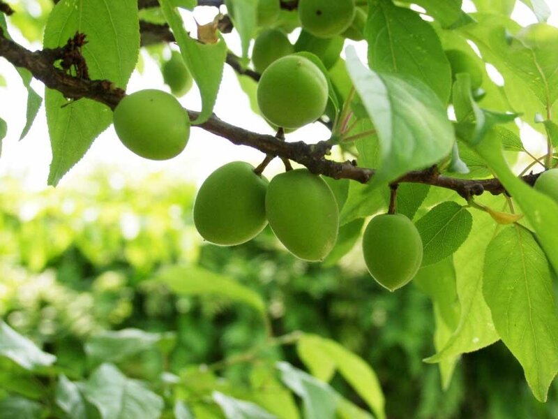 Green Plums on a Branch