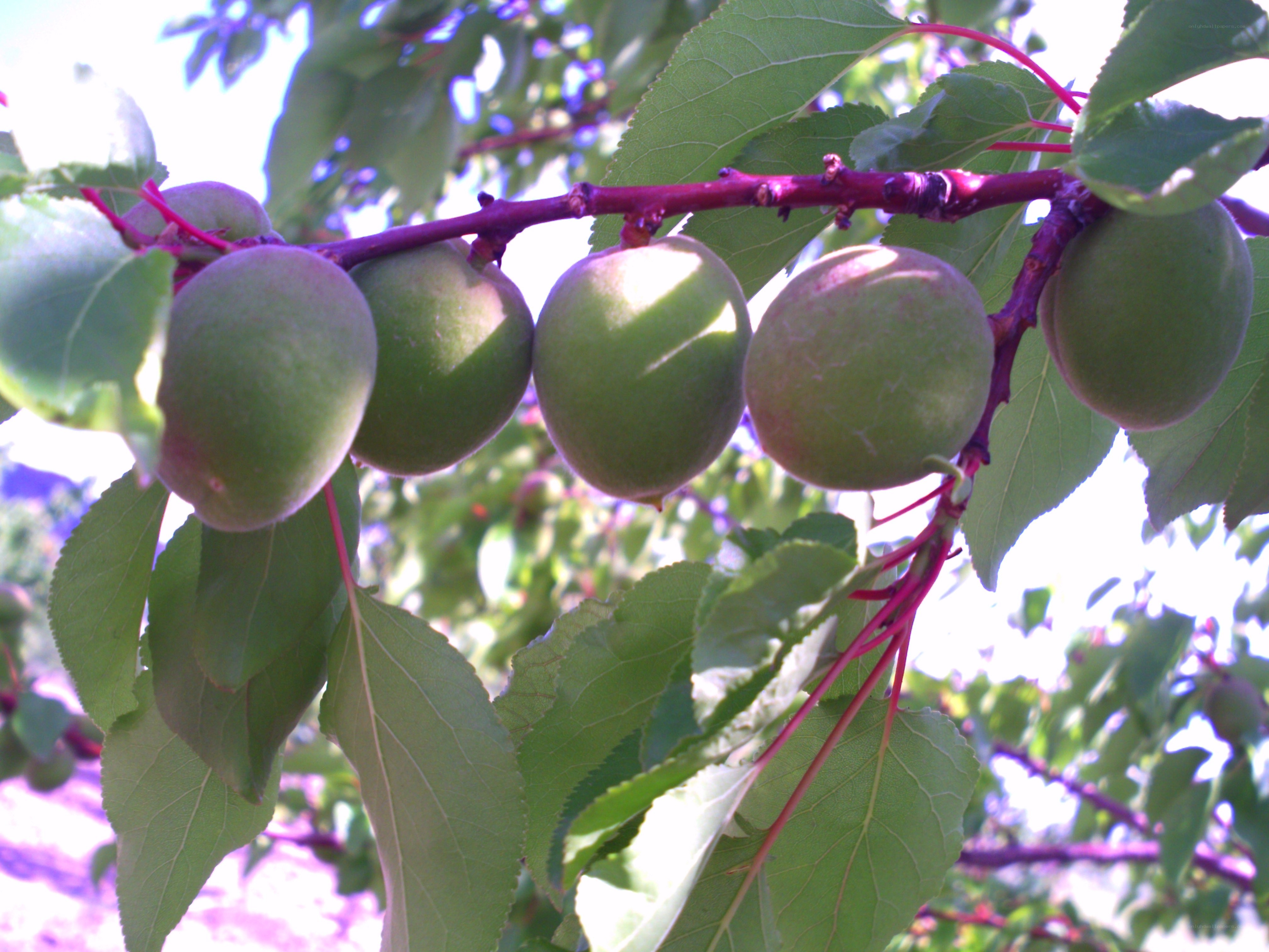 green plums on a tree branch