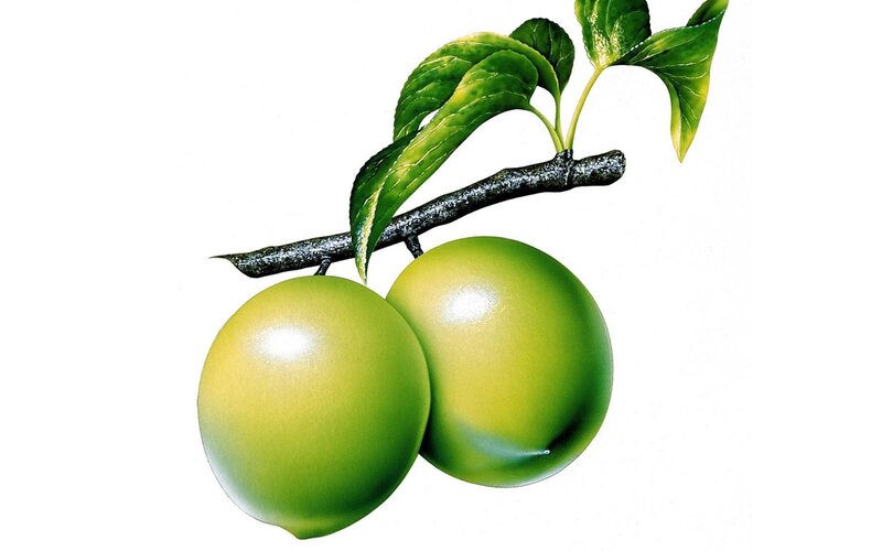 Green Plums on Branch — Calm