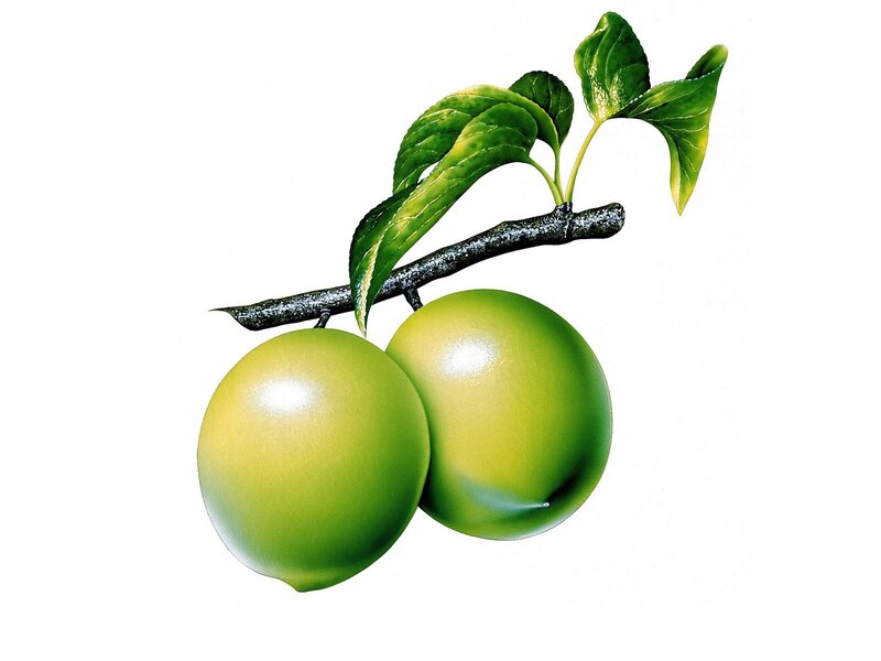 Green Plums on Branch
