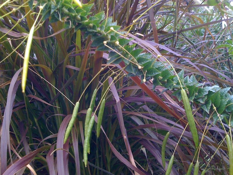 green pods on a plant
