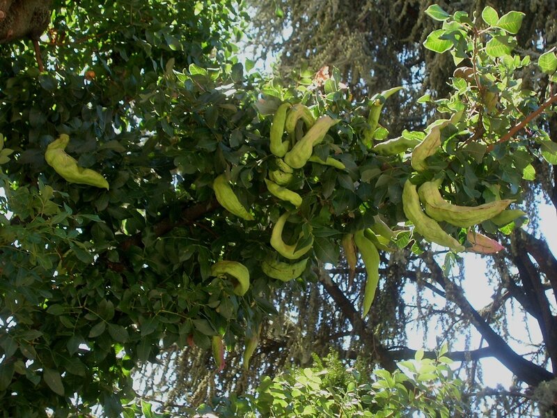 Green Pods on Tree