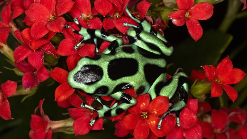 Green Poison Dart Frog