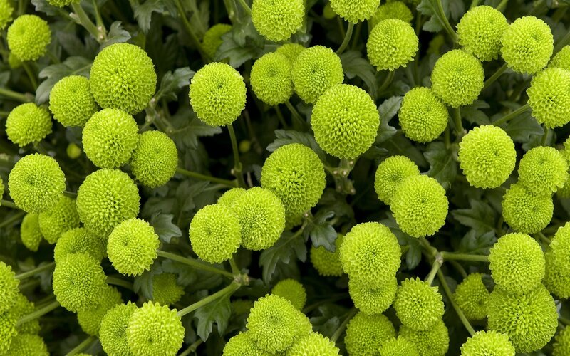 Green pom-pom chrysanthemums