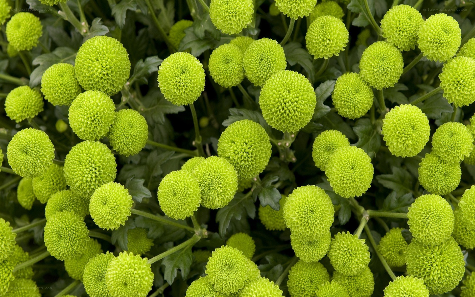 Green pom-pom chrysanthemums