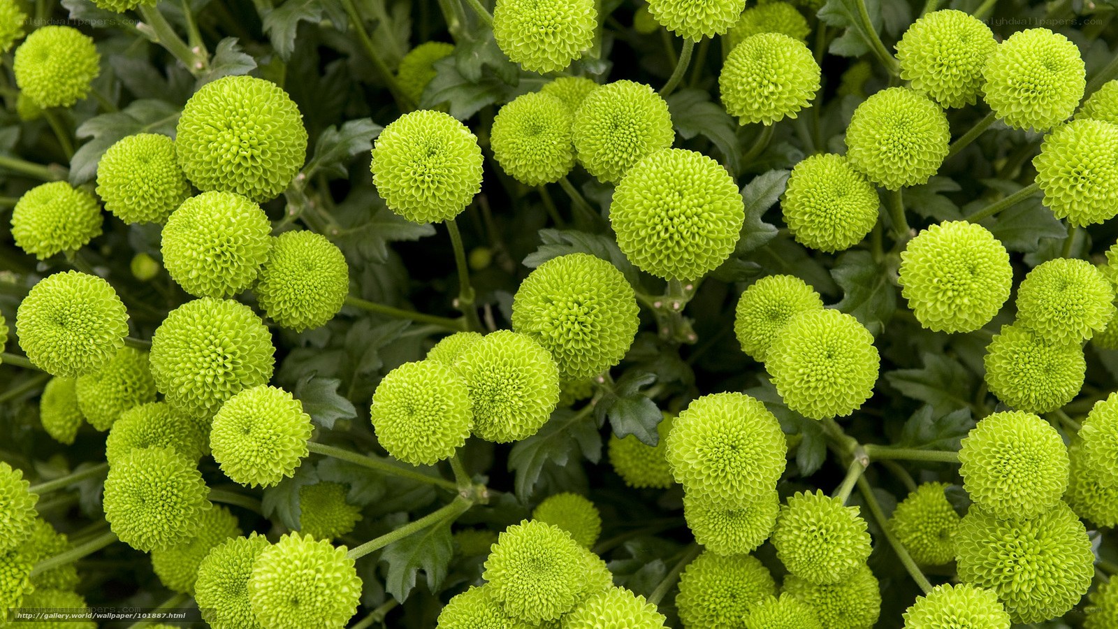Green pom-pom flowers