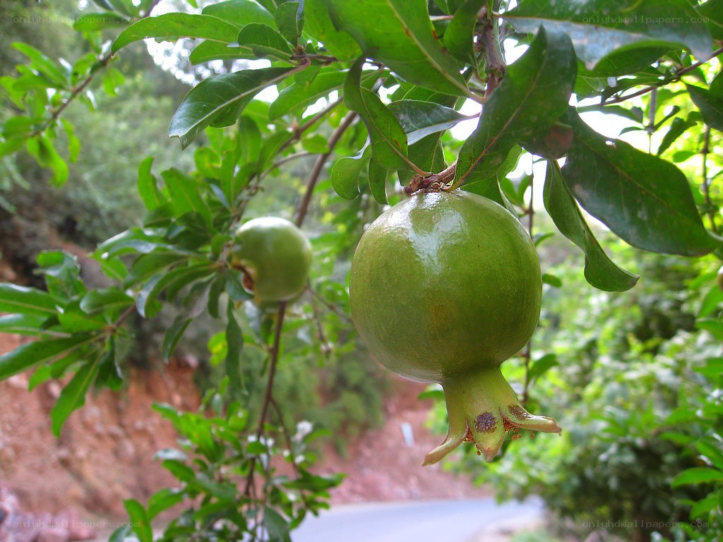 green pomegranates on a tree