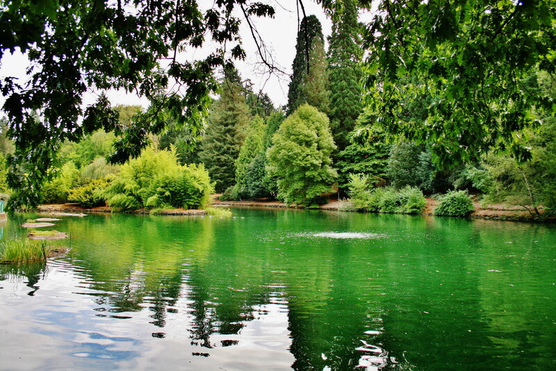 Green pond in a forest