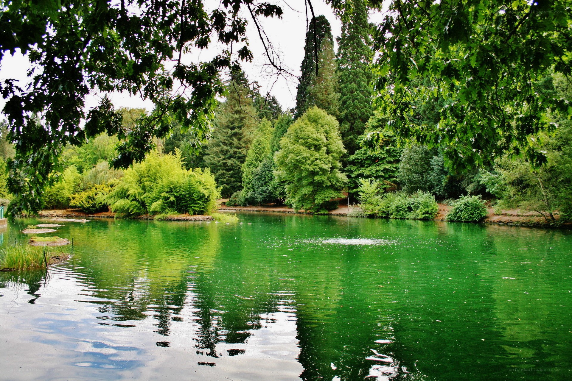 Green pond in a forest