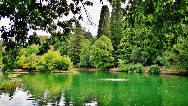 Green pond in a lush park