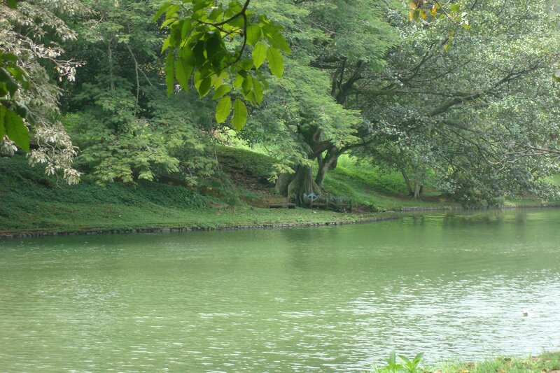 Green pond in a park