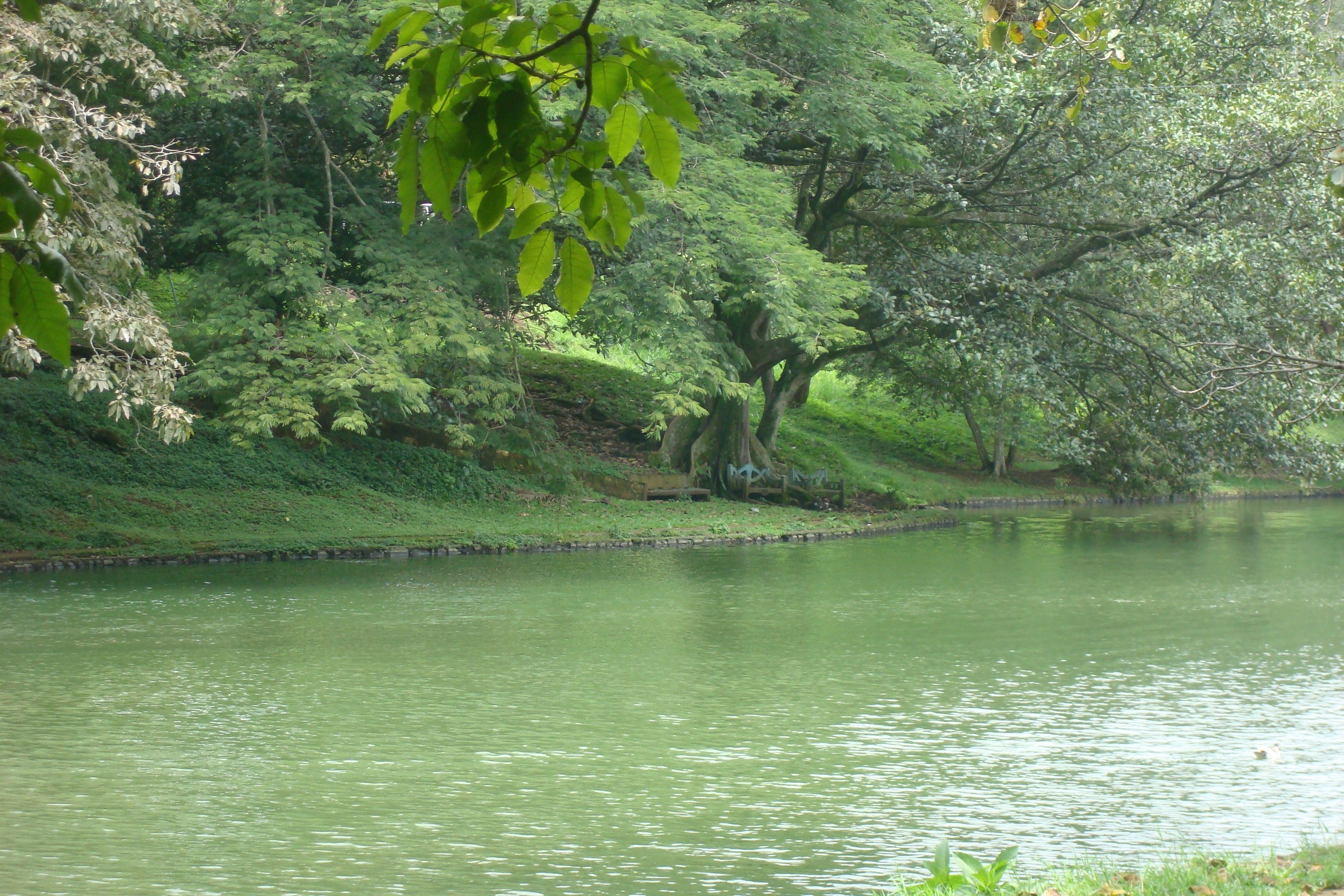 Green pond in a park