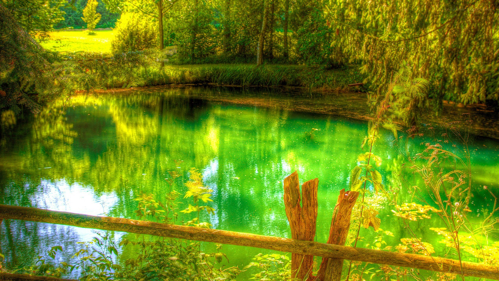 Green pond in forest